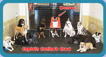 Captain Canine's Crew
