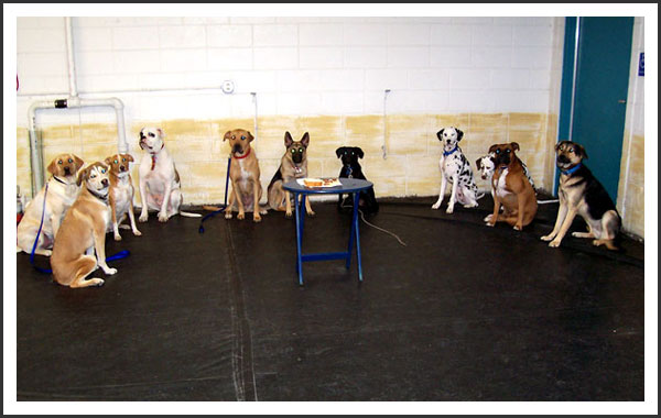 Dog Training Milwaukee