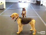2007 dog training videos