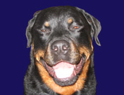 2008 dog training videos