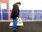 2008 dog training videos